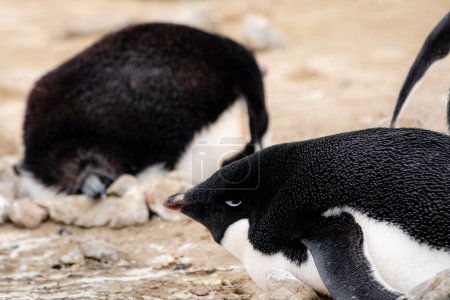 Foto de Primer plano de la grasa pingüino Adelie - Imagen libre de derechos
