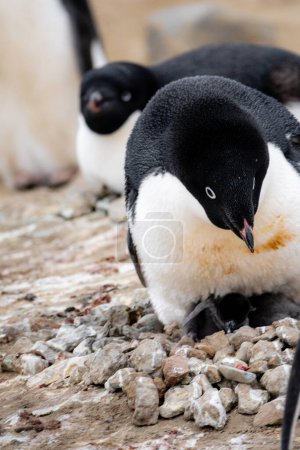Foto de Pingüino Adelie parado en el nido y lindos polluelos pingüinos tendidos debajo de sus padres pingüinos, colonia Penguin Point, Isla Seymour, Antártida - Imagen libre de derechos