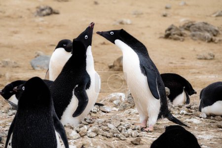 Un par de pingüinos Adelie inclinados uno hacia el otro