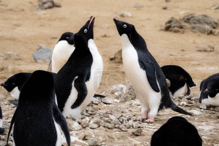 Téléchargez les photos : Pingouins Adélie (Pygoscelis adeliae) faisant appel à un rituel de cour - en image libre de droit