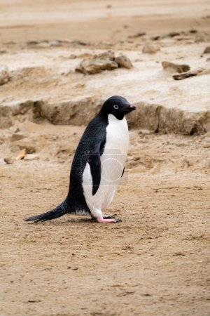 Foto de Pingüino Adelie, uno de los pingüinos más distribuidos al sur - Imagen libre de derechos