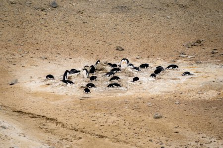 Foto de Una familia de pingüinos Adelie que yacen en sus nidos - Imagen libre de derechos