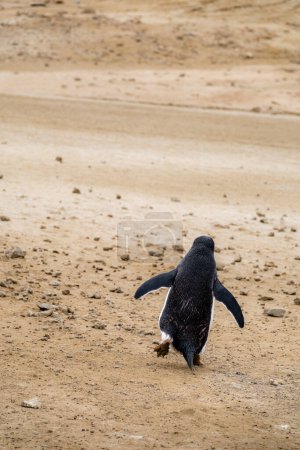 Pingüino Adelie caminando por el suelo, vista desde la parte posterior