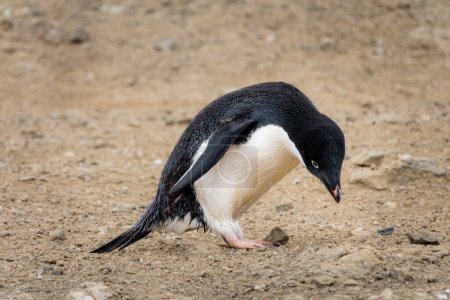 Adelie penguin leaning to pick up a stone from the ground