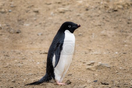 Foto de Pingüino Adelie (Pygoscelis adeliae) en la isla Seymour, Antártida - Imagen libre de derechos