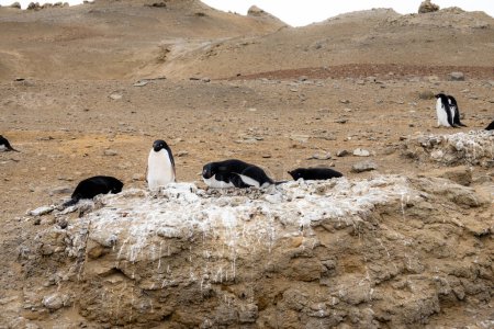 Téléchargez les photos : Open ground covered with penguin shit and Adelie penguins on top of it - en image libre de droit