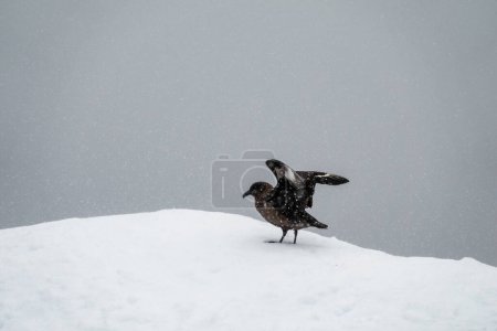 Photo for Brown Skua preparing to take off from the iceberg in Antarctica - Royalty Free Image