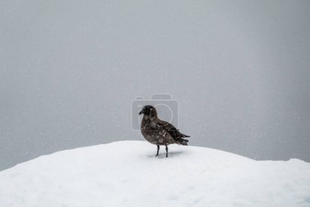 Photo for Brown Skua standing on the top of an iceberg in Antarctica - Royalty Free Image