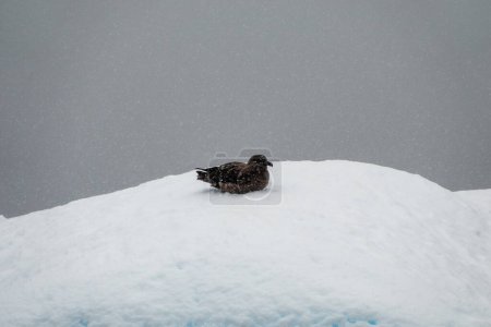 Photo for Brown Skua sitting on a snow at Charcot Bay, Antarctica - Royalty Free Image