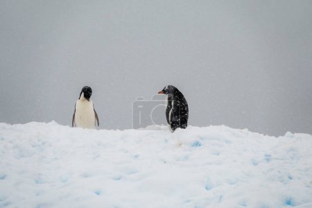 Photo for Adelie and Gentoo penguins standing on the snow at Charcot Bay, Graham Land, Antarctic Peninsula, Antarctica - Royalty Free Image