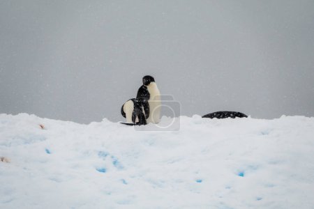 Foto de Pingüinos de pie sobre el hielo durante una nevada - Imagen libre de derechos
