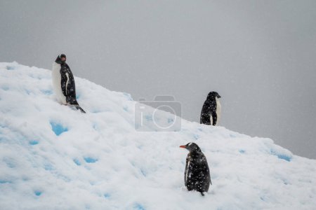 Téléchargez les photos : Groupe de pingouins Gentoo debout sur la pile de neige - en image libre de droit