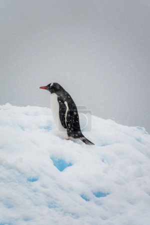 Photo for Gentoo penguin (Pygoscelis papua) shot during an overcast snowy day in Antarctica - Royalty Free Image