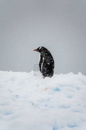 Téléchargez les photos : Pingouin coucou debout sur une neige, Charcot Bay, Graham Land, Antarctique - en image libre de droit