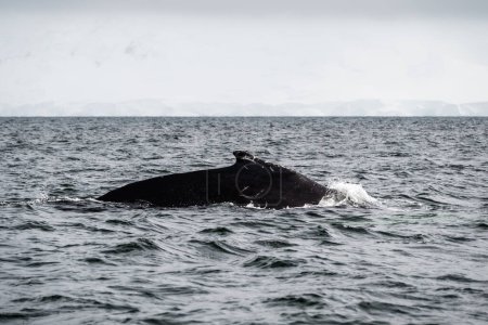 Foto de Espalda de ballena jorobada en la superficie del mar. Ballena jorobada nadando en el estrecho de Gerlache cerca del archipiélago Palmer en la Antártida. - Imagen libre de derechos