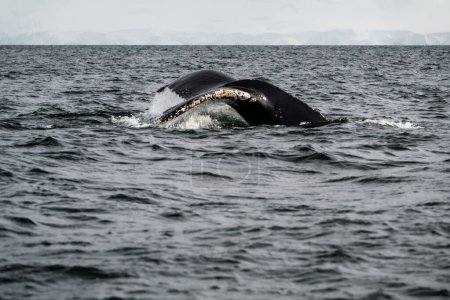 Téléchargez les photos : Plongée baleine dans le détroit de Gerlache par temps couvert en Antarctique - en image libre de droit