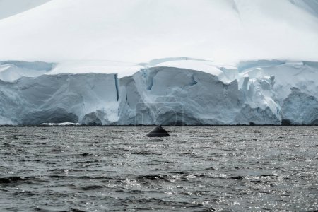 Foto de Atrás de la ballena jorobada nadando frente a un hermoso glaciar gigantesco en la Antártida - Imagen libre de derechos