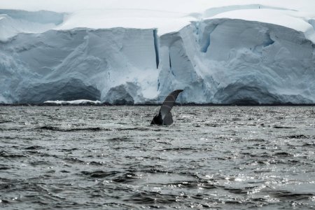 Photo for Humpback whale tale in front of beautiful gigantic glacier in Antarctica - Royalty Free Image