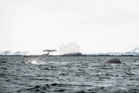 Photo for Humpback whale watching near the Brabant Island, Palmer Archipelago, Antarctica - Royalty Free Image