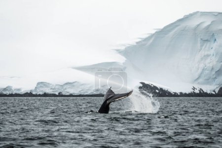 Téléchargez les photos : Rorqual à bosse au sommet de la mer en Antarctique - en image libre de droit