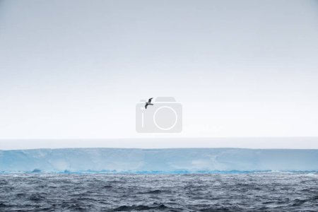 Photo for Albatross flying over the large tabular iceberg, A23a Iceberg, South Shetland Islands, Antarctica - Royalty Free Image