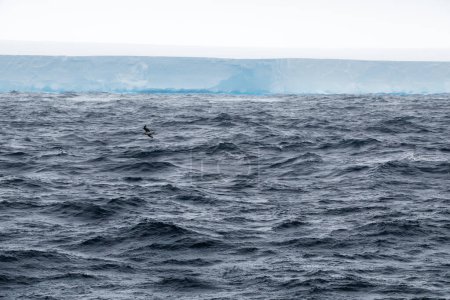 Photo for Lonely albatross flying over the Weddell Sea with the A23a iceberg in the background - Royalty Free Image