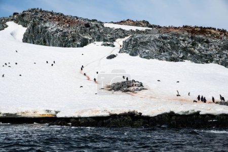 Chinstrap rookery pingouin, Palaver Point, Deux Hummock Island, Antarctique