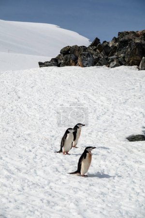Téléchargez les photos : Trois manchots Chinstrap marchant sur la neige à Two Hummock Island, Antarctique - en image libre de droit