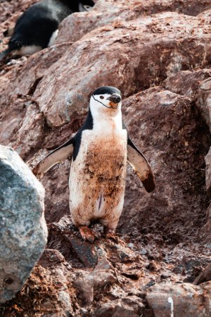 Foto de Dirty Chinstrap penguin standing on the rocks covered in the penguin shit, Palaver Point, Two Hummock Island, Antarctica - Imagen libre de derechos