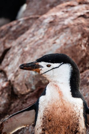 Portrait du pingouin de Chinstrap, roquerie du pingouin de Palaver Point, île Two Hummock, Antarctique