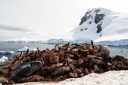 Colonie de manchots de Chinstrap, Palaver Point Roquerie de manchots de Chinstrap à Two Hummock Island, archipel de Palmer, péninsule Antarctique, Antarctique