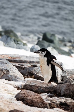 Pingouin de Chinstrap a sauté sur la roche, Palaver Point, Deux Hummock Island, Antarctique