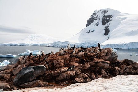 Colonie de manchots de Chinstrap debout sur les rochers couverts des excréments de manchots à Palaver Point, île Two Hummock, Antarctique