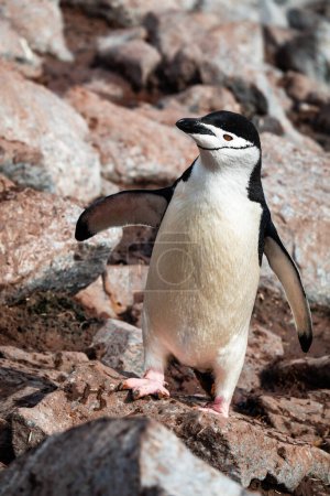 Pingouin pingouin (pygoscelis antarctica))
