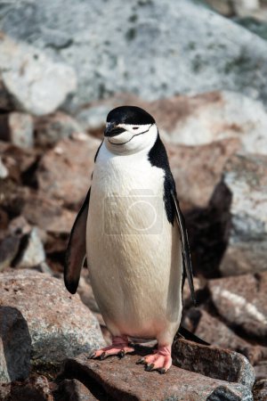 Pingouin pingouin au point de roquerie du pingouin, Palaver Point, île Two Hummock, Antarctique