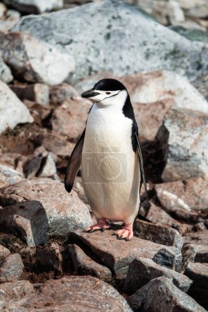 Pingouin de Chinstrap (Pygoscelis antarcticus), un pingouin distribué circumpolaire, oiseau sans vol de l'Antarctique