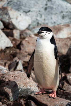 pingouin chinstrap dans l'antarctique
