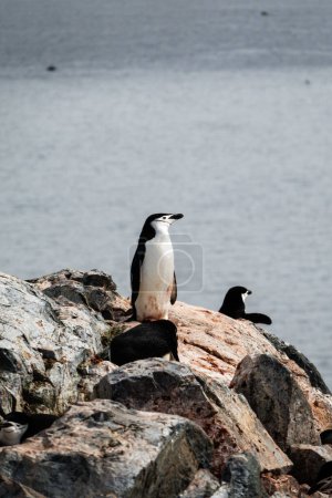 Chinstrap-Pinguin steht auf den Felsen neben anderen Pinguinen in Palaver Point, Antarktische Halbinsel, Antarktis