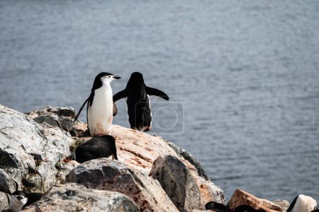 Péninsule Antarctique, Palaver Point, Pingouins de Chinstrap (Pygoscelis antarcticus)) 