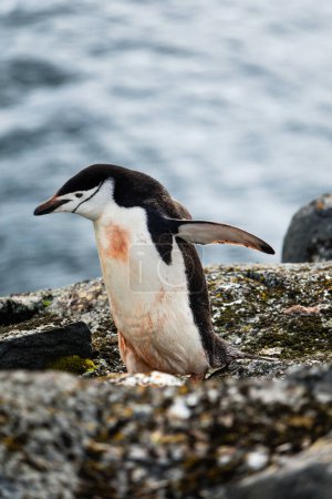 Pingouin de Chinstrap appelant à Palaver Point situé sur le côté ouest de l'île Two Hummock dans l'archipel de Palmer en Antarctique