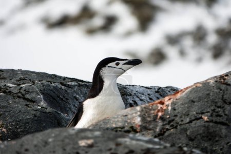 Photo for Chinstrap penguin peeking out of the rocks - Royalty Free Image