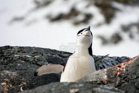 Pingouin de Chinstrap chantant dans les rochers de Palaver Point, Deux Hummock Island, Antarctique