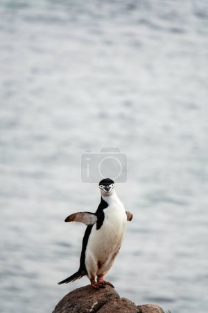 Lindo pingüino Chinstrap parado en la pose de la bailarina en la Isla Dos Hummock, Archipiélago Palmer, Antártida