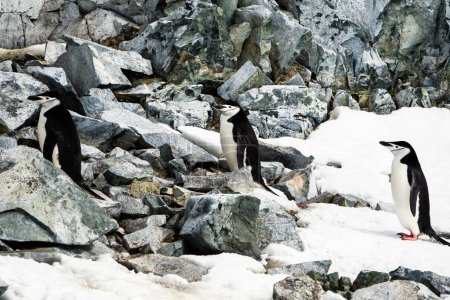 Gruppe von drei gesäumten Chinstrap-Pinguinen kommt aus dem Schnee auf den felsigen Hügel, Palaver Point, Two Hummock Island, Antarktis