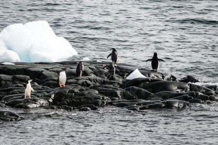 Pingouins Gentoo et Chinstrap se mélangeant sur les rochers par l'île Two Hummock, archipel antarctique, péninsule antarctique, Antarctique