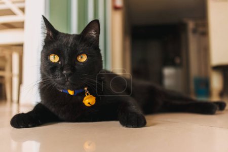 Foto de Retrato de gato gordito doméstico negro acostado de lado en el suelo de mármol, frente a la habitación en casa, mirando a su alrededor con ojos amarillos. - Imagen libre de derechos