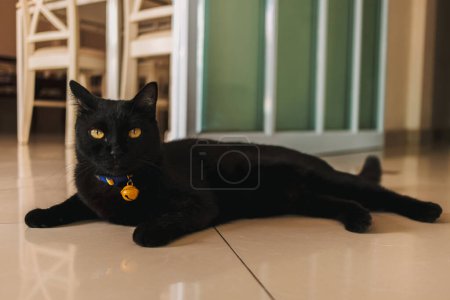 Foto de Retrato de gato gordito doméstico negro acostado de lado en el suelo de mármol, frente a la habitación en casa, mirando a su alrededor con ojos amarillos. - Imagen libre de derechos