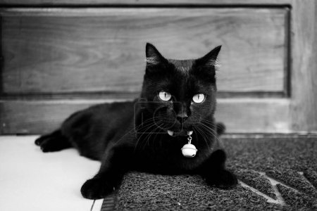 Photo for Asian Thai domestic black cat sitting and lying on floor alone in front of wooden door house. Black and white photo. - Royalty Free Image
