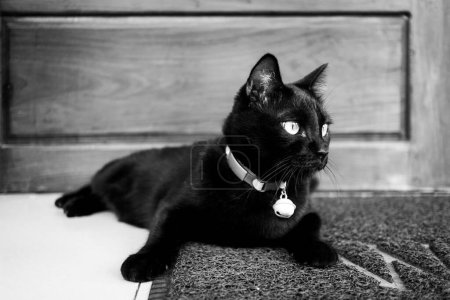 Photo for Asian Thai domestic black cat sitting and lying on floor alone at front of wooden door house on carpet. - Royalty Free Image