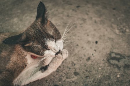 Téléchargez les photos : Gros plan du chat brun domestique asiatique se toilettant tout en étant couché sur le sol, léchant sa jambe et gardant propre. - en image libre de droit